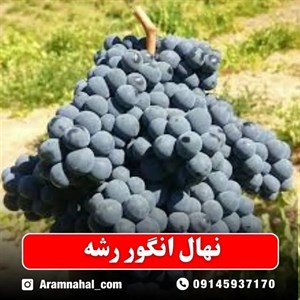 نهال انگور رشه سردشت