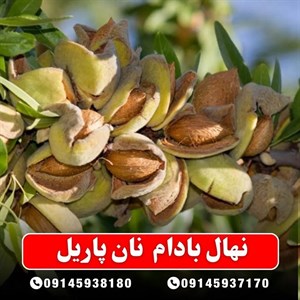 نهال بادام نان پاریل