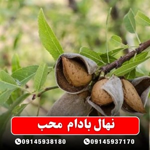 نهال بادام محب