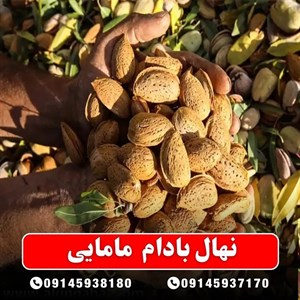 نهال بادام مامایی