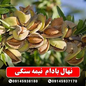 نهال بادام نیمه سنگی