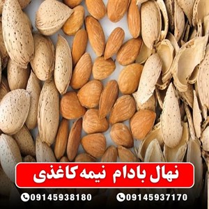 نهال بادام نیمه کاغذی