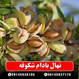 نهال بادام شکوفه