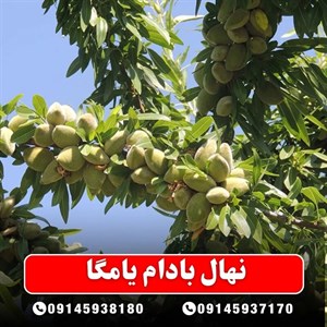 نهال بادام یامگا