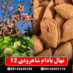 نهال بادام شاهرودی ۱۲