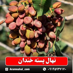 نهال پسته خندان