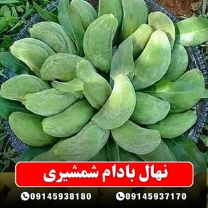 نهال بادام شمشیری