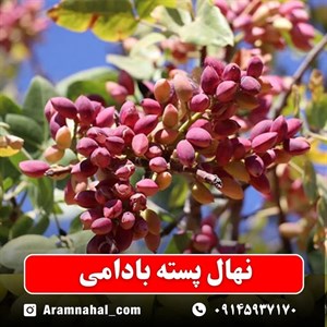 نهال پسته بادامی