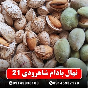 نهال بادام شاهرودی ۲۱