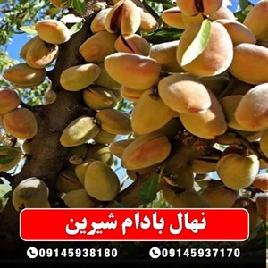 نهال بادام شیرین