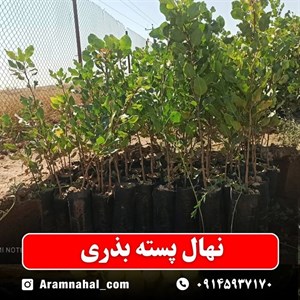 نهال پسته بذری
