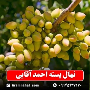 نهال پسته احمد آقایی