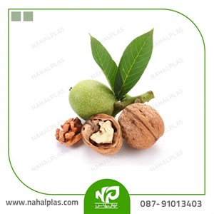 نهال گردو دماوند