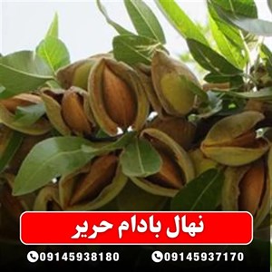 نهال بادام حریر