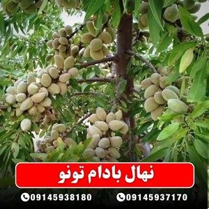 نهال بادام تونو