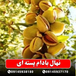 نهال بادام پسته ای