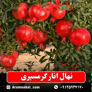 نهال انار گرمسیری