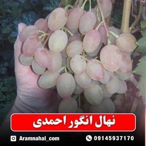 نهال انگور احمدی