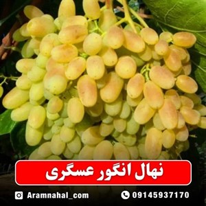 نهال انگور عسگری زرد