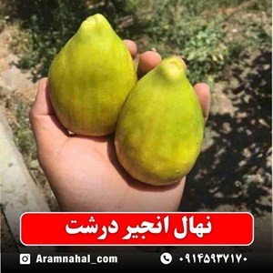 نهال انجیر درشت