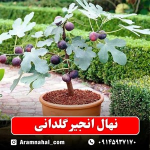 نهال انجیر گلدانی