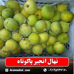 نهال انجیر پاکوتاه