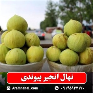نهال انجیر پیوندی