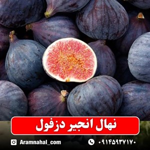 نهال انجیر دزفول