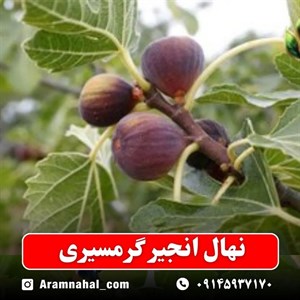 نهال انجیر گرمسیری