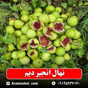 نهال انجیر دیم