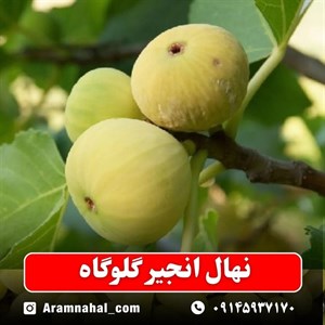 نهال انجیر گلوگاه