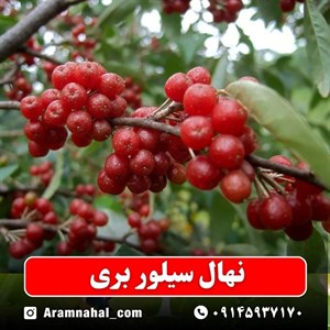 نهال سیلور بری (انگور ژاپنی)