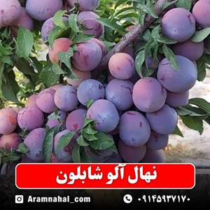 نهال آلو شابلون