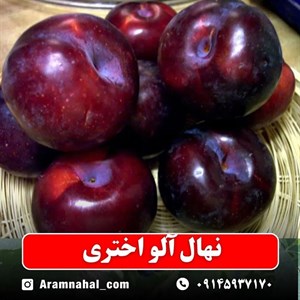 نهال آلو اختری