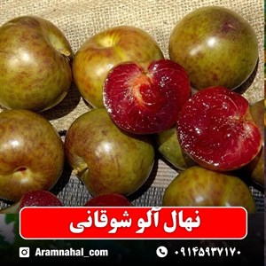 نهال آلو شوقانی