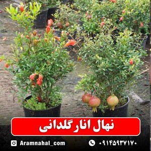نهال انار گلدانی