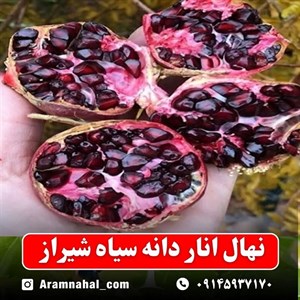 نهال انار دانه سیاه شیراز