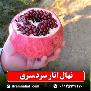 نهال انار سردسیری