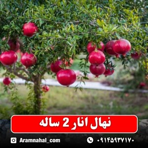 نهال انار 2 ساله