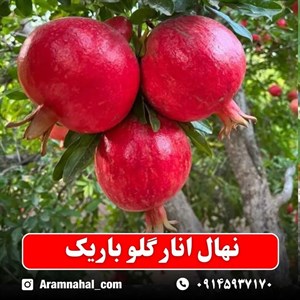 نهال انار گلو باریک