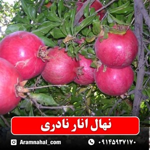 نهال انار نادری