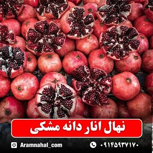 نهال انار دانه مشکی