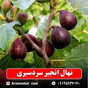 نهال انجیر سردسیری