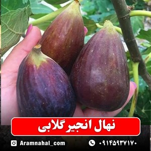 نهال انجیر گلابی سیاه