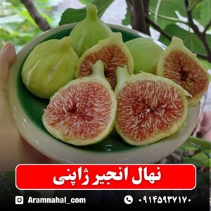 نهال انجیر ژاپنی