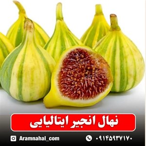 نهال انجیر ایتالیایی