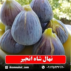نهال شاه انجیر