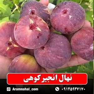 نهال انجیر کوهی