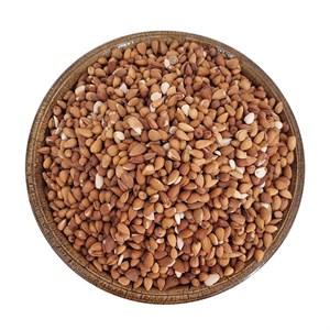 مغز الوک (بادام کوهی)