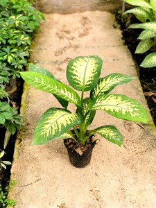 دیفن باخیا سایز گلدان سطل 4